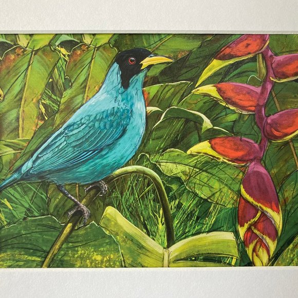 8x10" Cololmbia Cafe Quindio Art Print (w/mat): Green Honeyeater Bird - HOME - Picture 3 of 6